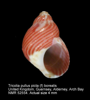 Tricolia pullus picta (f) borealis.jpg - Tricolia pullus picta (f) borealisNordsieck,1973